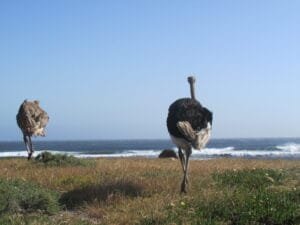 Lee más sobre el artículo ¿Qué Ver y Hacer en Cape town 2025?