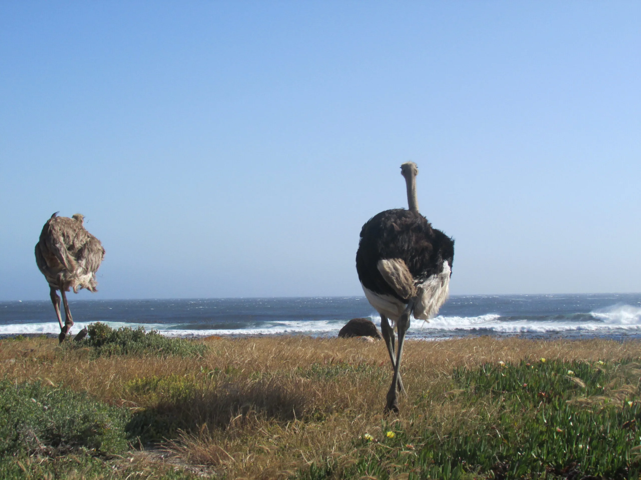 En este momento estás viendo ¿Qué Ver y Hacer en Cape town 2025?