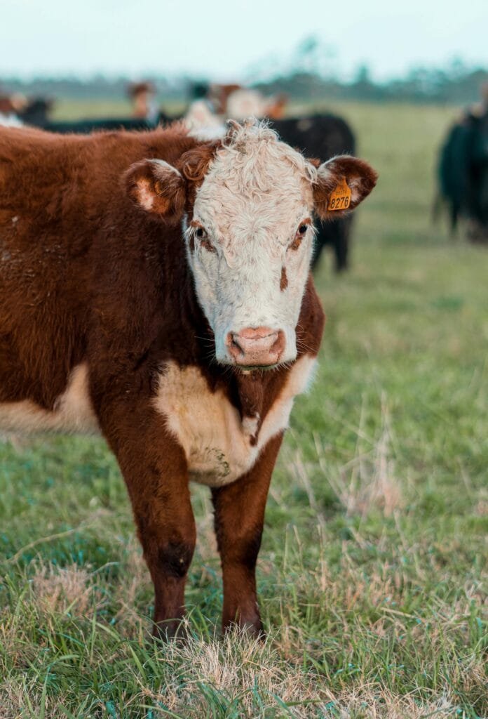 A curious brown and white cow gazes in a pastoral field in Uruguay, showcasing rural life., curiosidades