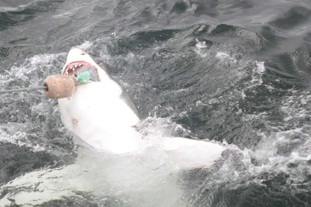 Shark Diving