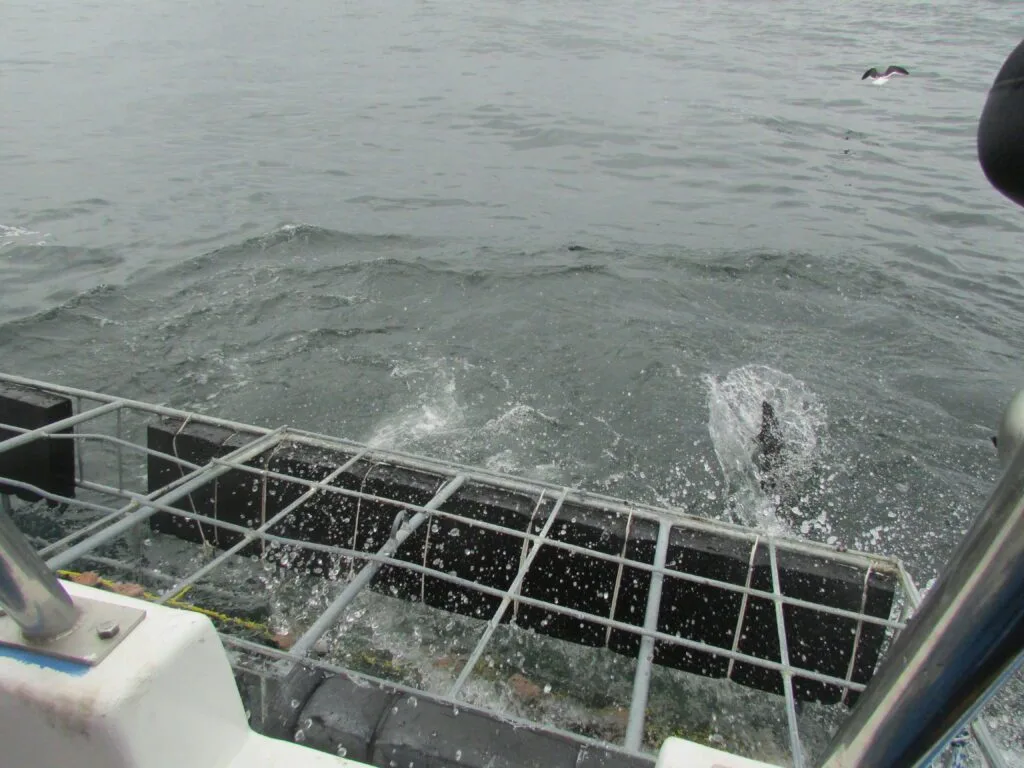 Shark Diving