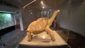 Lee más sobre el artículo ¿Cuánto cuesta viajar a Galápagos en 2025?