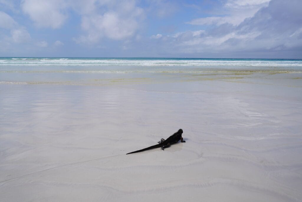 Tortuga Bay , Galapagos, Ecuador