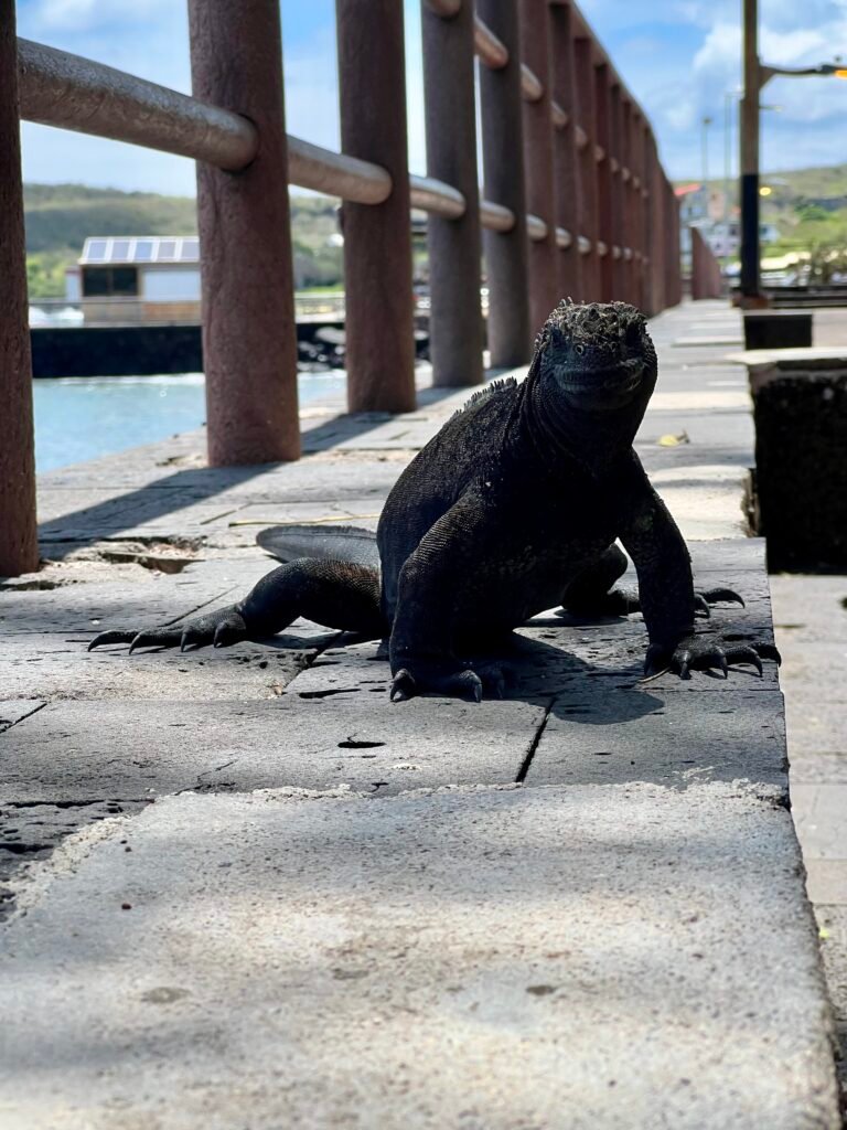 Iguana Mariana, Galapagos, Ecuador 